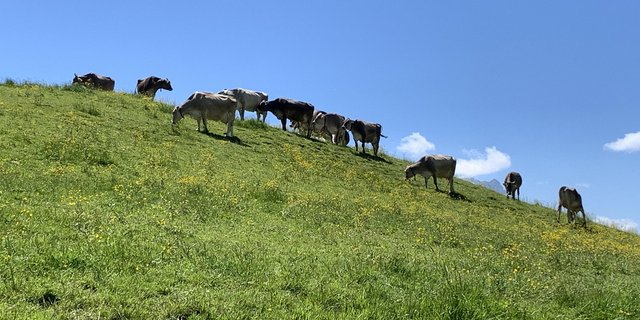 Forschungsergebnisse deuten darauf hin, dass auf von Wiederkäuern beweideten Flächen weniger Zecken zu finden sind. Auch können Zecken, die an Wiederkäuern gesaugt haben, zunächst keine Borreliose mehr übertragen. (Bild BauZ)