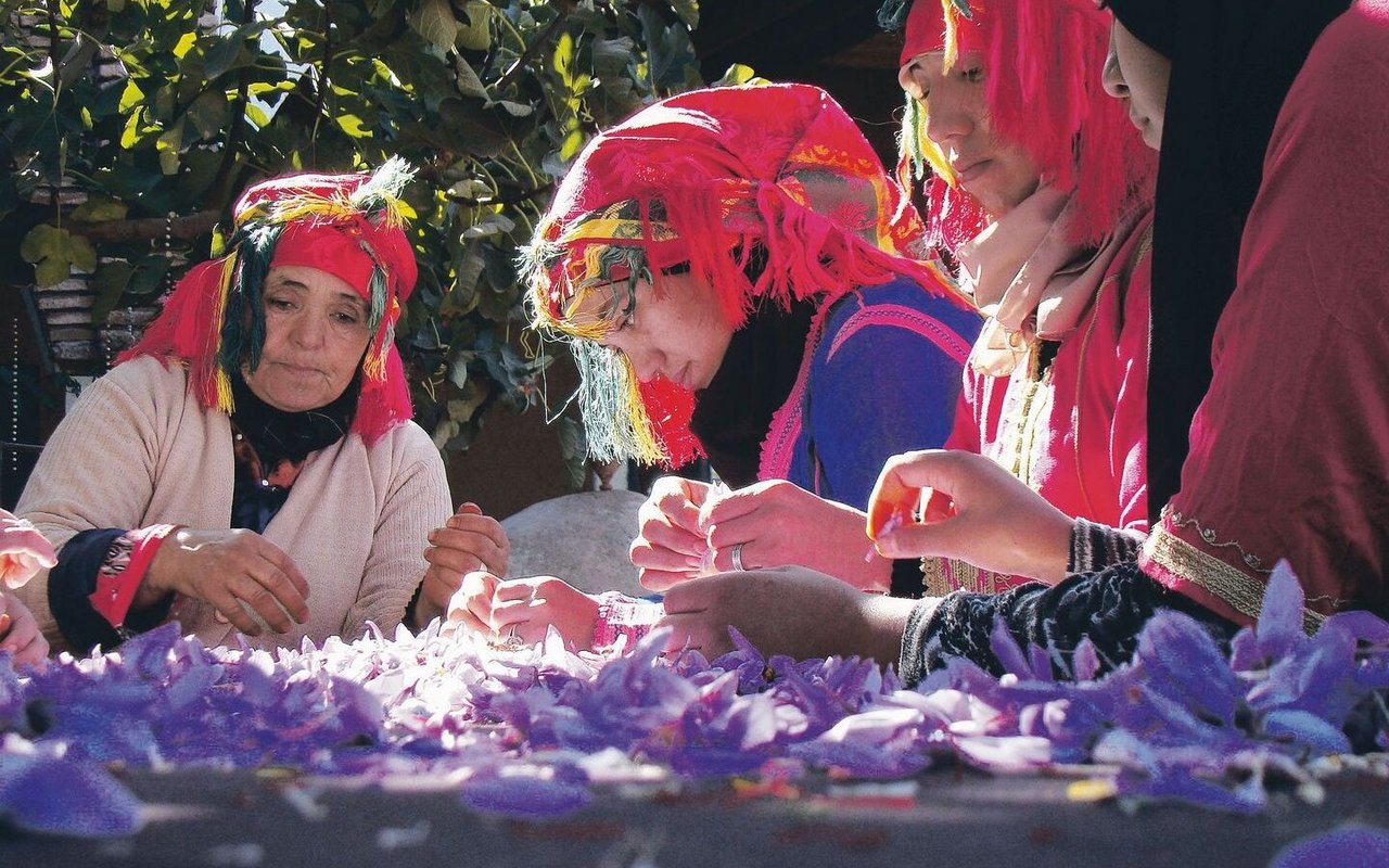 Safranernte: Die Safranfäden werden aus den Blüten gezupft. Das kleine Unternehmen bietet Arbeitsplätze für Frauen aus der Umgebung.