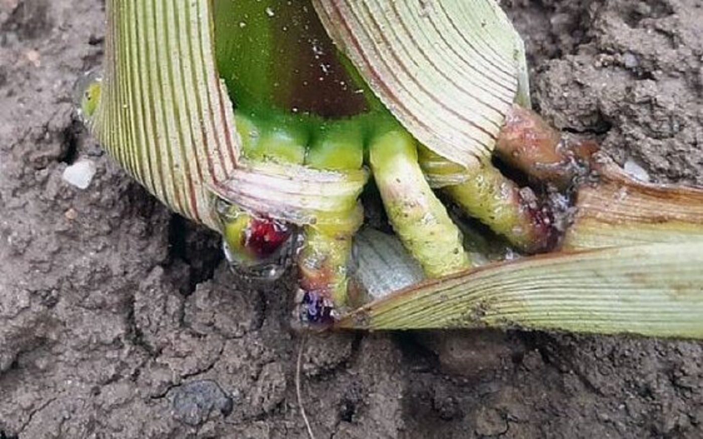 Alte Landsorten können Stickstoff fixieren.
