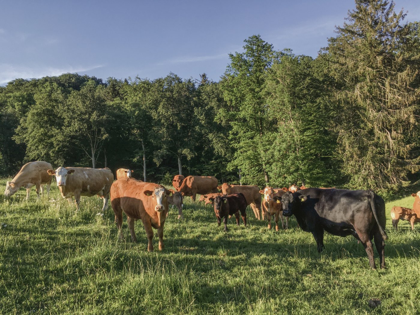 Familie Widmer hält elf Mutterkühe mitsamt Jungtieren. So zählt ihre Herde aus Limousin, Angus und Simmentalern jeweils rund 15 Tiere.(Bild Reto Widmer)