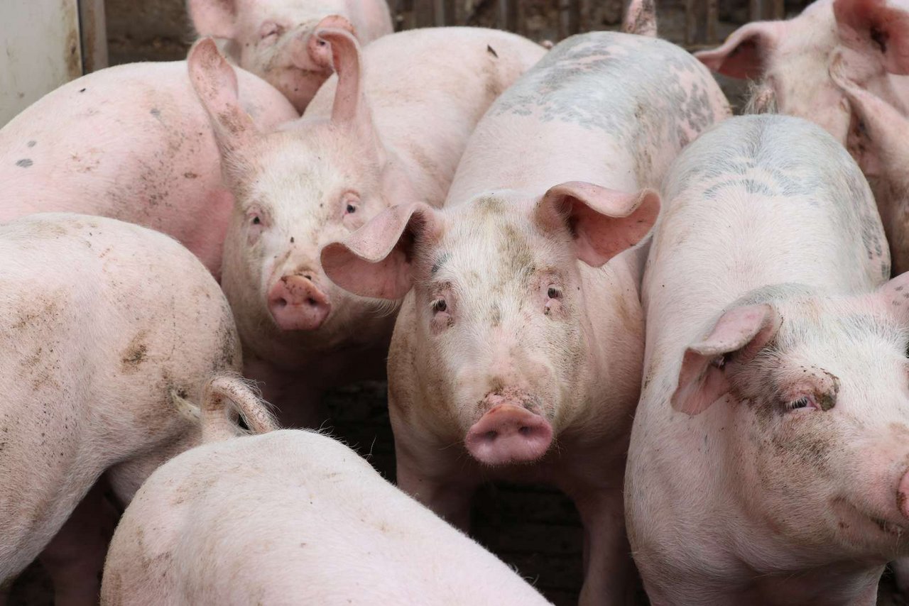 Die Nachfrage nach Schweinefleisch war ab Jahresbeginn gut. (Bild Ruth Aerni)