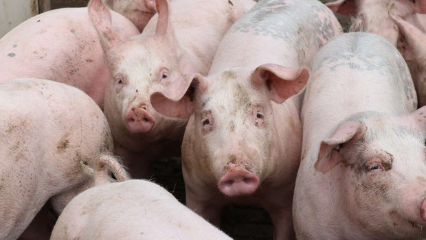 Die Nachfrage nach Schweinefleisch war ab Jahresbeginn gut. (Bild Ruth Aerni)