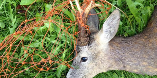 Dieses Reh verfängt sich mit dem dem Kopf im Zaun. (Bild zvg)