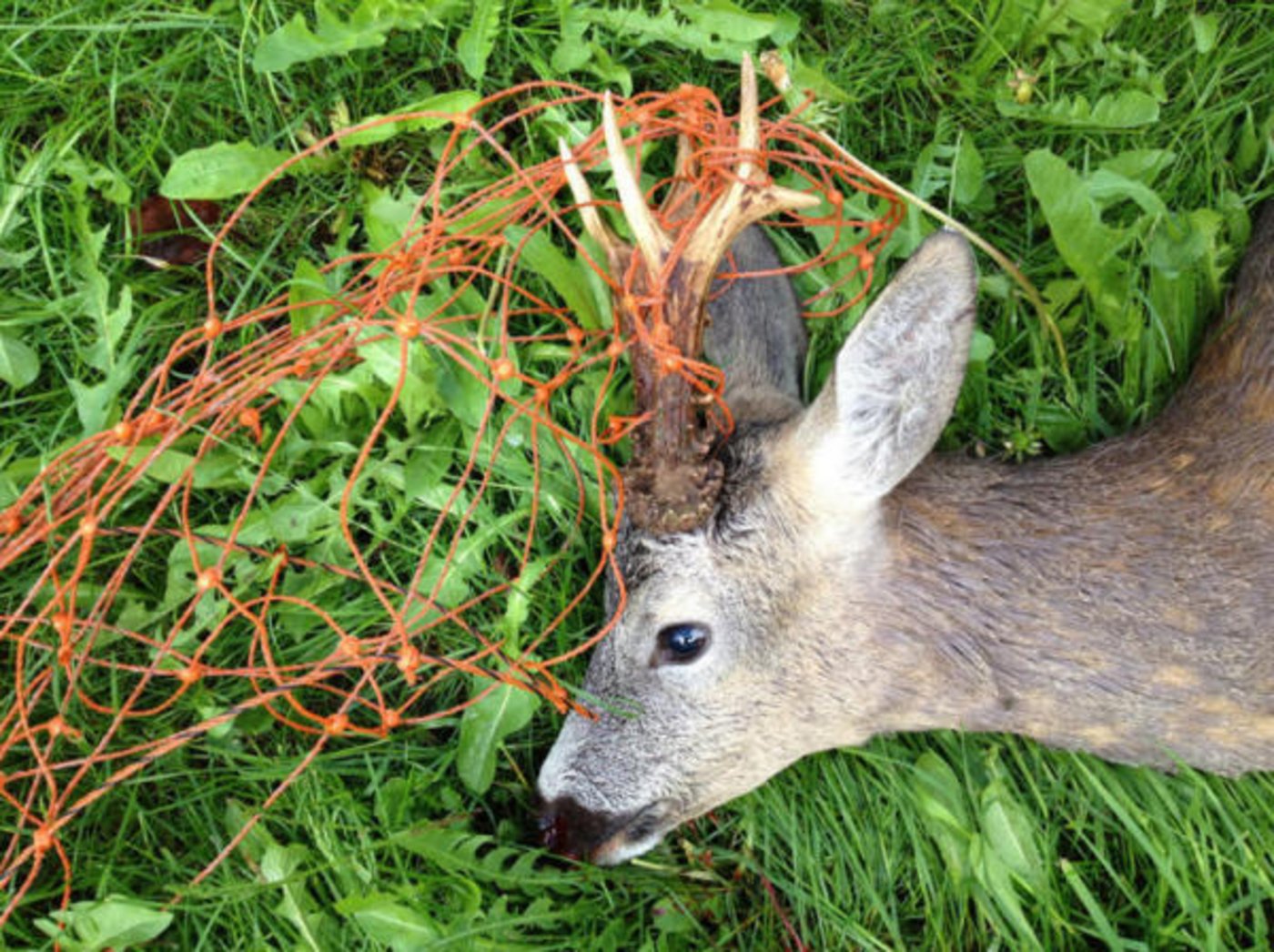 Dieses Reh verfängt sich mit dem dem Kopf im Zaun. (Bild zvg)
