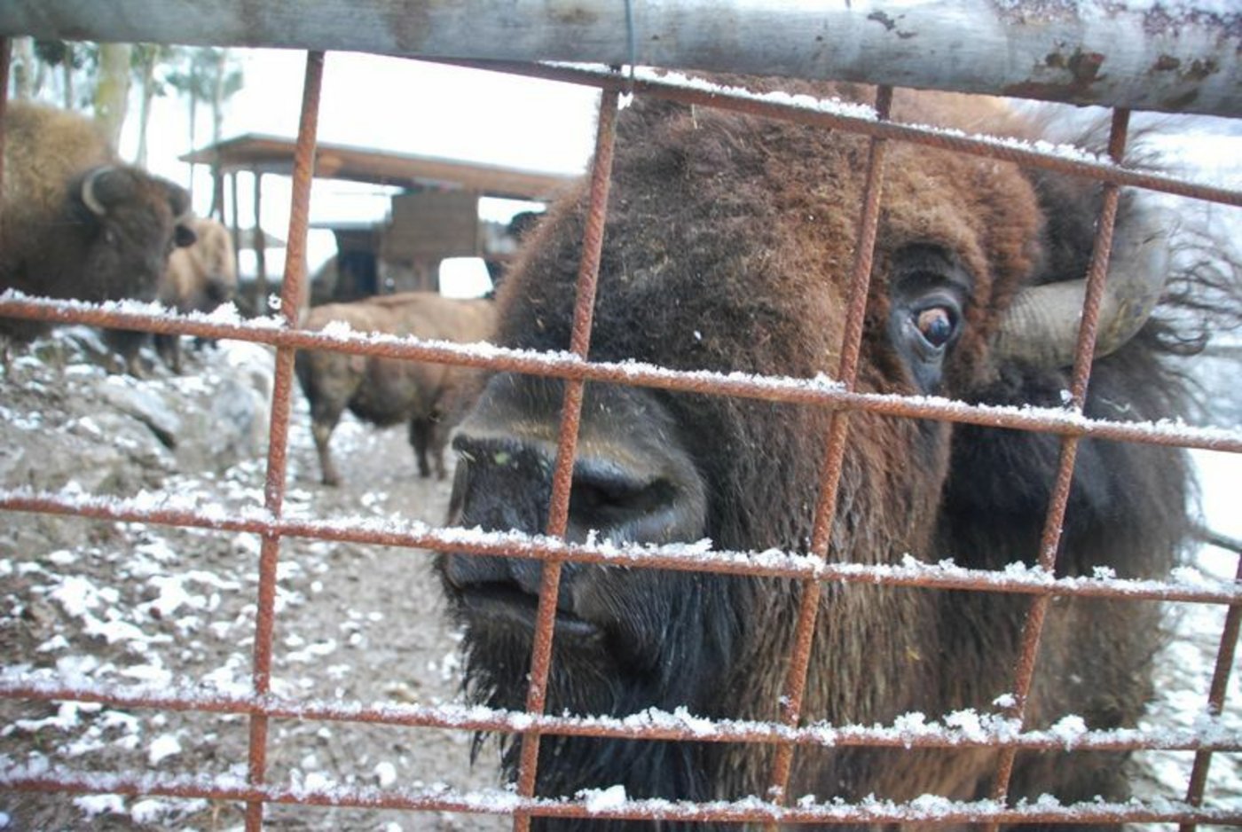 Bisons sind und bleiben Wildtiere. In das Gehege zu gehen, ist deshalb gefährlich.