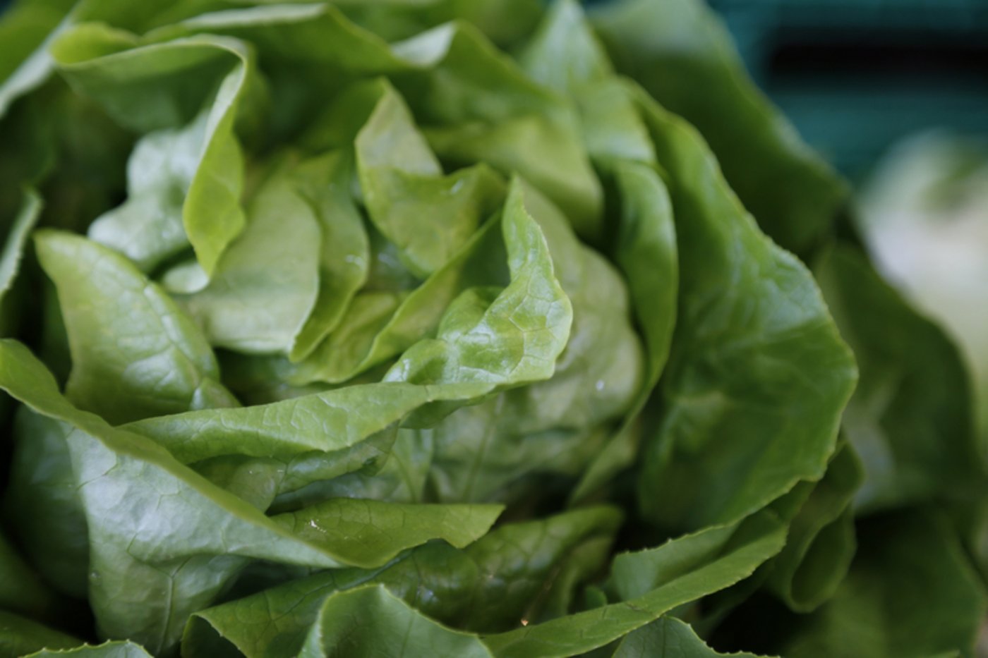 Die ersten Schweizer Salate sind nun erhältlich. Die Freiland-Saison startet Ende April. (Bild ji)