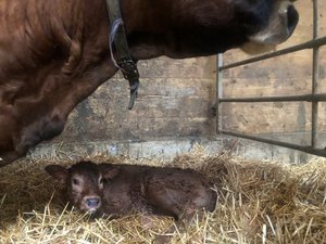 Für die Geburt sollte man trächtige Tiere absondern. Der Abkalbeort muss sauber sein und sollte nach der Geburt gereinigt werden. (Bild BauZ)