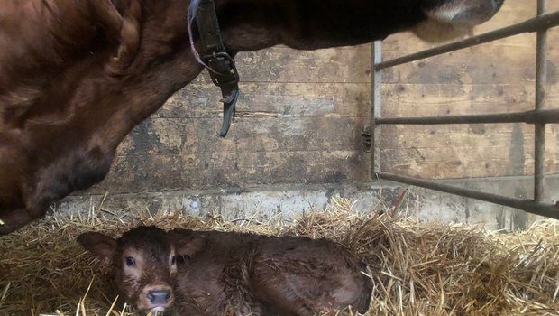 Für die Geburt sollte man trächtige Tiere absondern. Der Abkalbeort muss sauber sein und sollte nach der Geburt gereinigt werden. (Bild BauZ)