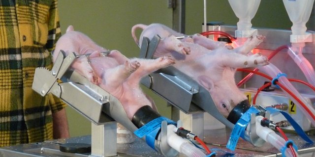 Bei der Kastration werden die Ferkel bald auch in Deutschland unter Narkose gesetzt. (Bild BauZ) 