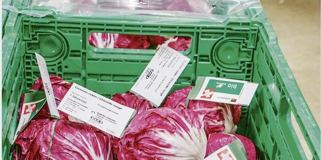 Ganz ohne Plastik geht es nicht: Eine Folie schützt die Cicorinos mit dem Elasti-Tag vor dem Austrocknen. (Bild David Eppenberger/Der Gemüsebau)