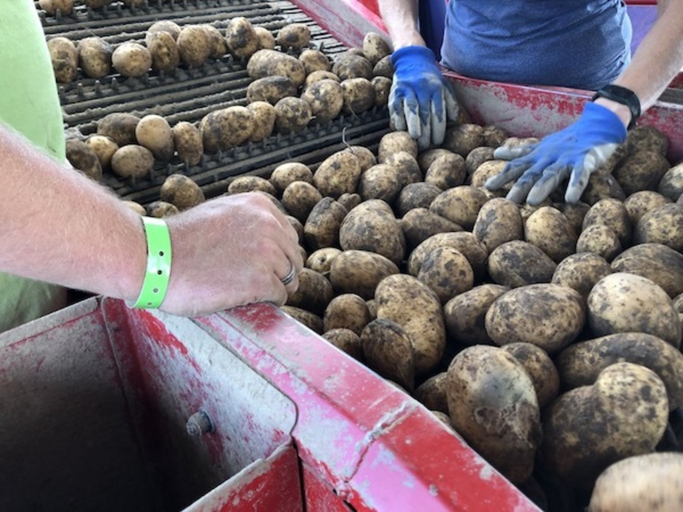 Schön viele und grosse Kartoffeln auf dem Förderband.