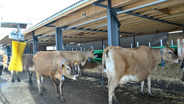 Der neue Stall von Andreas Imfeld in Lungern ist für Jersey-Kühe konzipiert. (Bilder Paul Küchler)