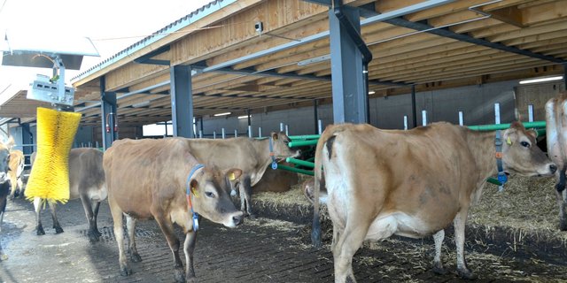 Der neue Stall von Andreas Imfeld in Lungern ist für Jersey-Kühe konzipiert. (Bilder Paul Küchler)