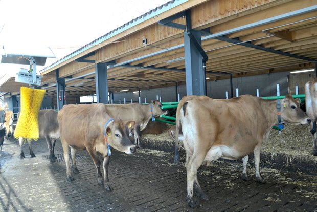 Der neue Stall von Andreas Imfeld in Lungern ist für Jersey-Kühe konzipiert. (Bilder Paul Küchler)