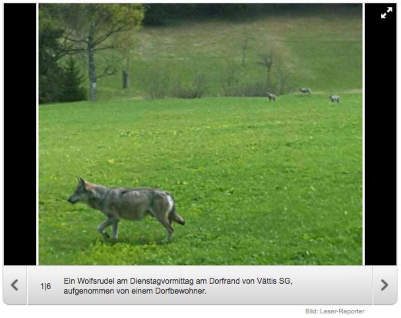 Anwohner schickten 20 Minuten dieses Bild des Calanda-Wolfrudels. (Bild Screenshot 20 Minuten)
