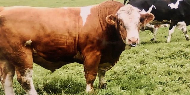 Stier Marco machte mit seinen 1000 Kilogramm Eindruck bei den Kindern. (Bild Toni Merki)