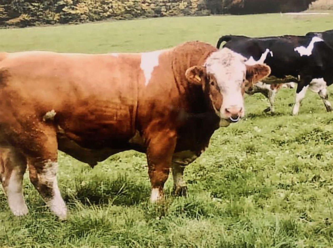 Stier Marco machte mit seinen 1000 Kilogramm Eindruck bei den Kindern. (Bild Toni Merki)