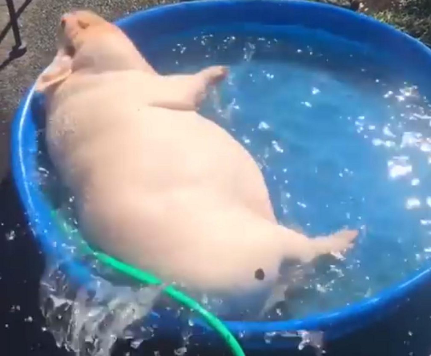 Baden ist schön. Der nächste Sommer kommt bestimmt. (Bild Screenshot Facebook)