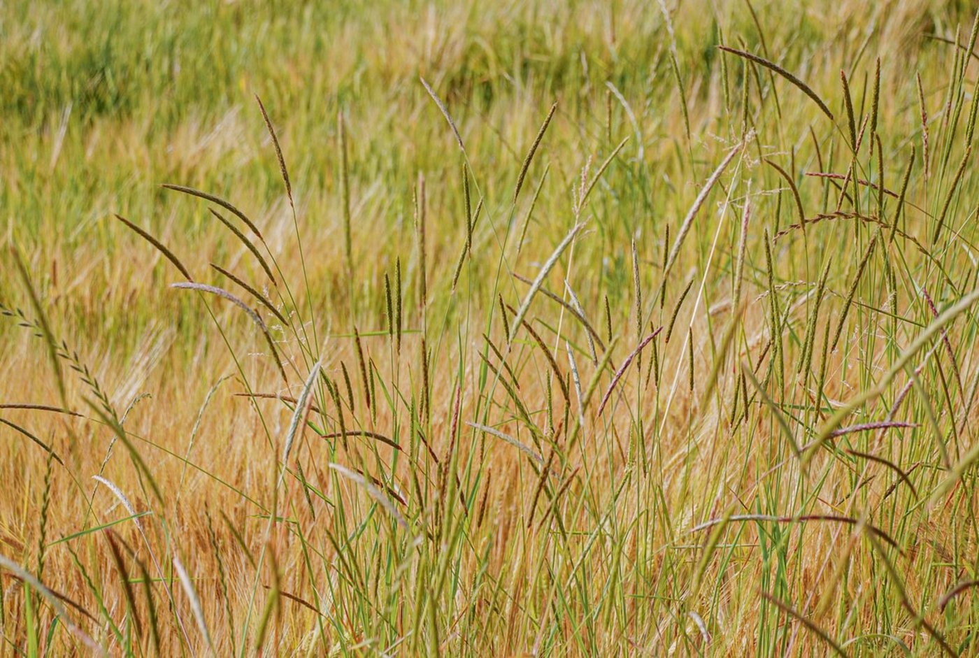 Besonders in getreidelastigen Anbaugebieten wird der Ackerfuchsschwanz immer mehr zum Problem.  Das Ungras lässt sich auch mit Herbiziden immer schwerer bekämpfen. (Bild FiBL, Hansueli Dierauer)