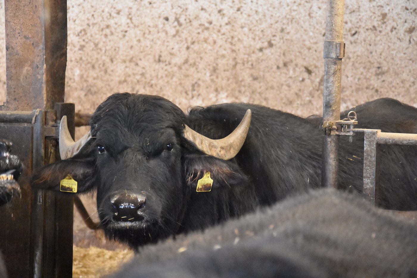 Der Büffelstier wacht über die Herde. (Bild BauernZeitung/sjh)