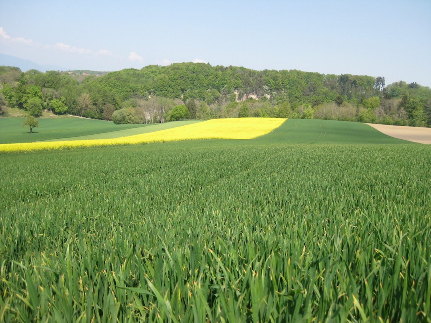 Der Schutz der Umwelt und der Bevölkerung sei der ganzen Branche wichtig, schreibt Swiss Granum. Die Rahmenbedingungen sollten aber die Produktion und Verarbeitung und der Schweiz ermöglichen. (Bild Swiss Granum)