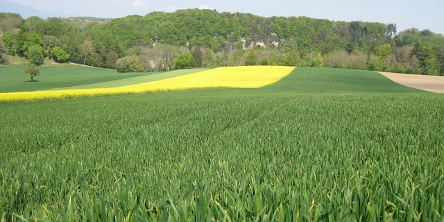 Der Schutz der Umwelt und der Bevölkerung sei der ganzen Branche wichtig, schreibt Swiss Granum. Die Rahmenbedingungen sollten aber die Produktion und Verarbeitung und der Schweiz ermöglichen. (Bild Swiss Granum)