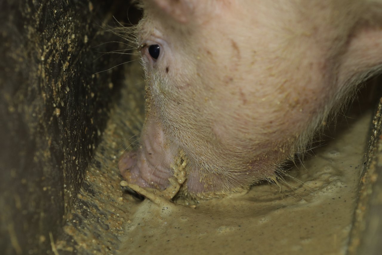 Die Afrikanische Schweinepest kann durch mitgebrachte Lebensmittel eingeschleppt werden. (Symbolbild Peter Röthlisberger)
