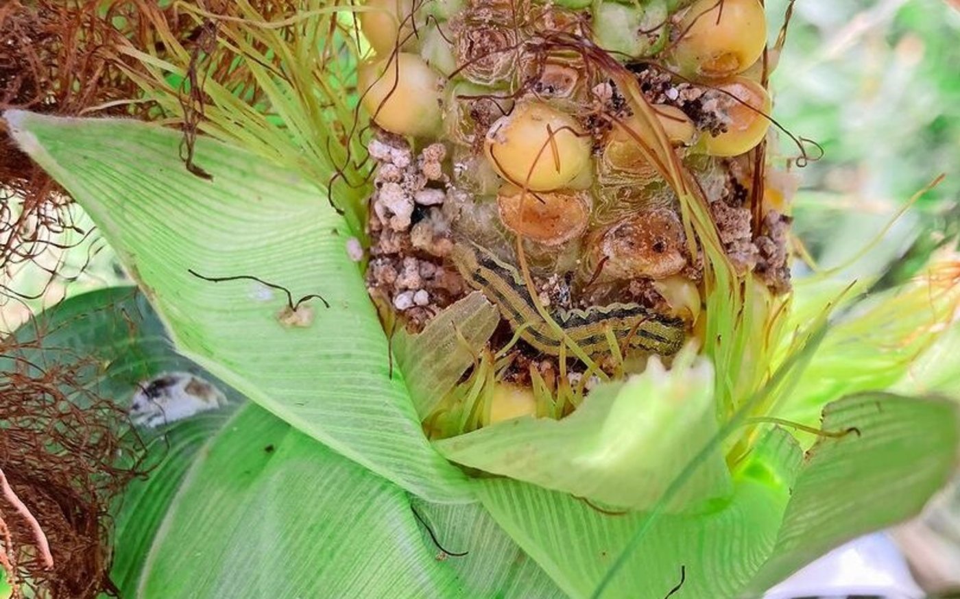 Raupe der Baumwollkapseleule (Bildmitte). In diesem Entwicklungsstadium ist es zu spät für eine Bekämpfung.
