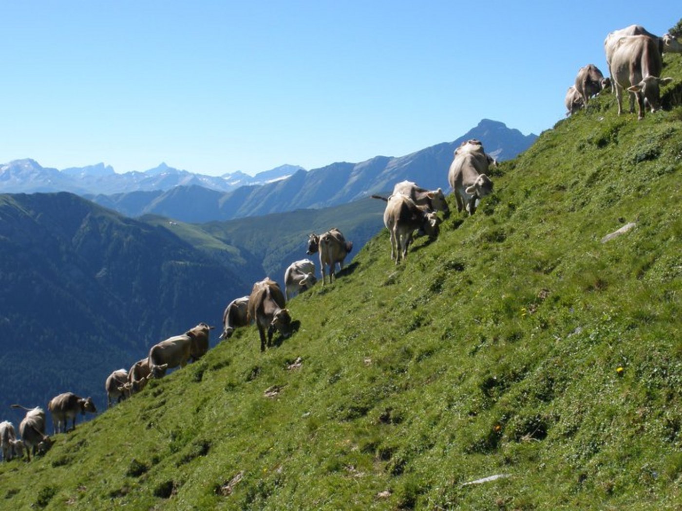 Wer hat den besten Alpkäse? (Bild lid)