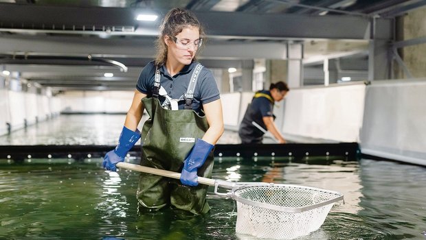 Die Shrimps werden in Rheinfelden von Hand geerntet, anschliessend in Eiswasser getötet und sind Stunden später unterwegs zur Kundschaft.(Bild Swiss Shrimp)