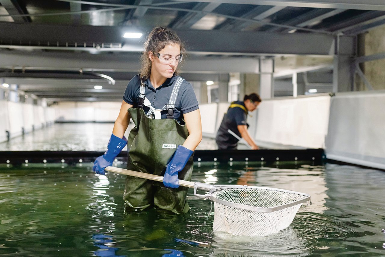 Die Shrimps werden in Rheinfelden von Hand geerntet, anschliessend in Eiswasser getötet und sind Stunden später unterwegs zur Kundschaft.(Bild Swiss Shrimp)