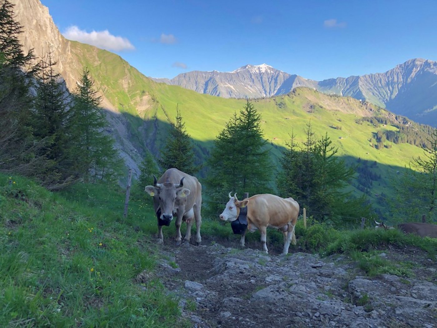Zwei Schönheiten, die es gemütlich angehen.