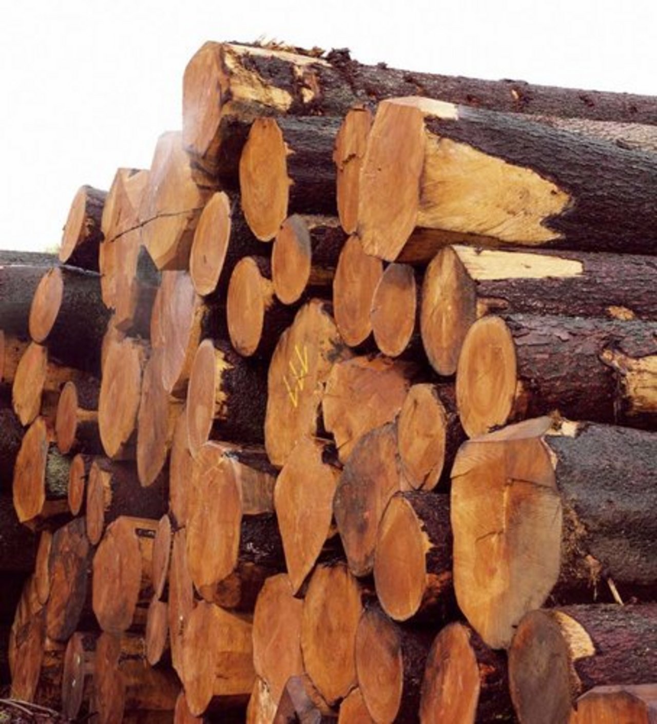 Wertvoller Rohstoff Holz: Arbeiten können von ArchitektInnen, Projektierenden, Bauherrschaften, AuftraggeberInnen sowie Ausführenden und Kunstschaffenden eingereicht werden. (Bild: lid)