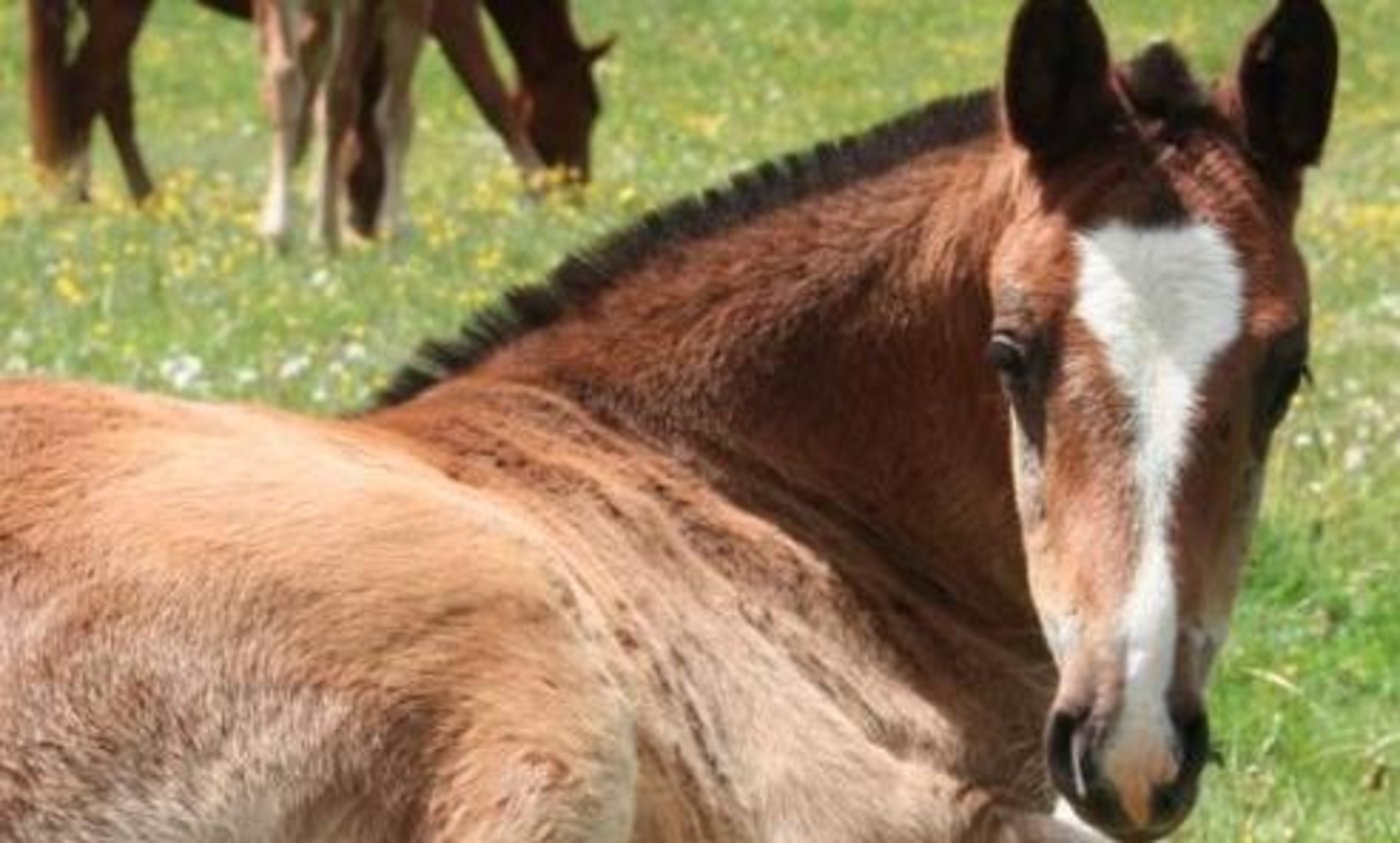 Die Freiberger Zuchtanwerterhengste werden am 2. März ein letztes Mal geprüft. (Bild Schweizerischer Freibergerverband)