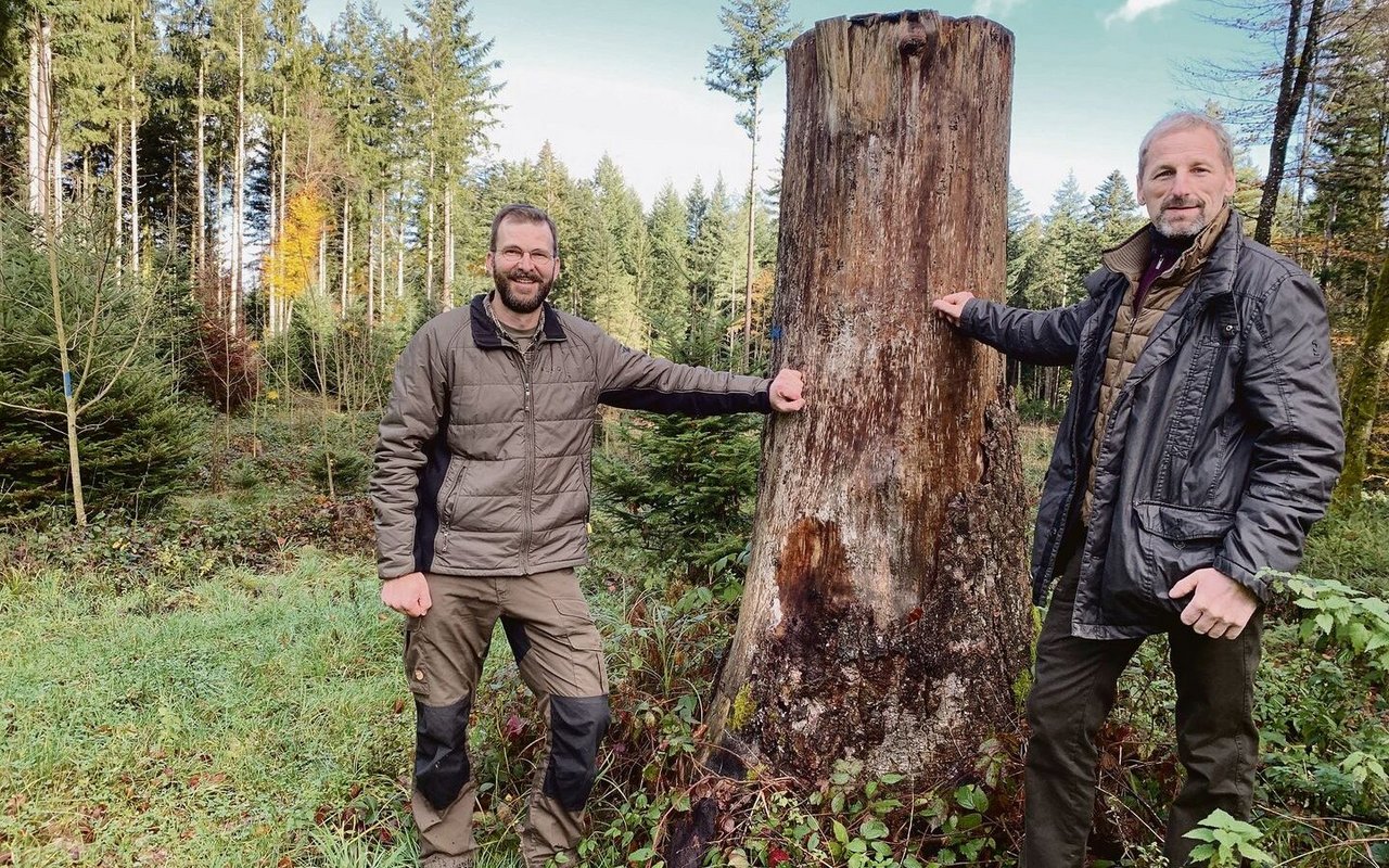 Martin Hafner, Präsident von Wald-Klimaschutz Luzern (l.), und Ruedi Gerber, Präsident von Wald Luzern, bei einer ehemaligen Burglind- Sturmfläche im Willbrig-Wald der Korporation Willisau, wo der Jungwald dank guter Pflege schön gedeiht.