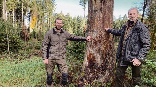 Martin Hafner, Präsi Martin Hafner, Präsident von Wald-Klimaschutz Luzern (l.), und Ruedi Gerber, Präsident von Wald Luzern, bei einer ehemaligen Burglind- Sturmfläche im Willbrig-Wald der Korporation Willisau, wo der Jungwald dank guter Pflege schön gedeiht.