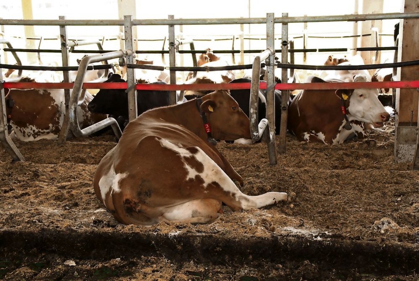 Liegeboxen müssen so gestaltet sein, dass die Kühe nirgends anschlagen.