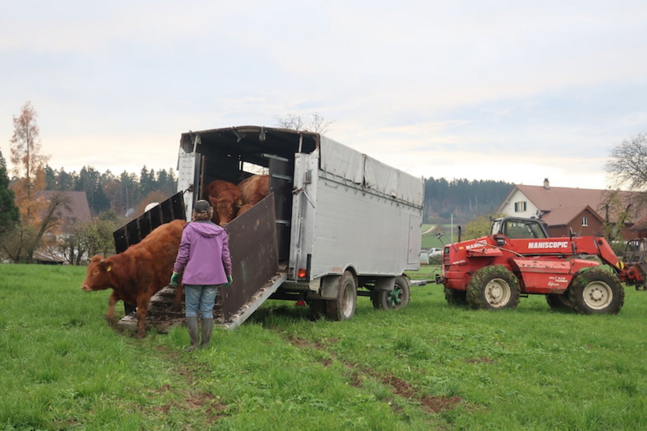 Die Weiden liegen nicht alle in Hofnähe. Der Tiertransporter ist deshalb häufig in Betrieb.