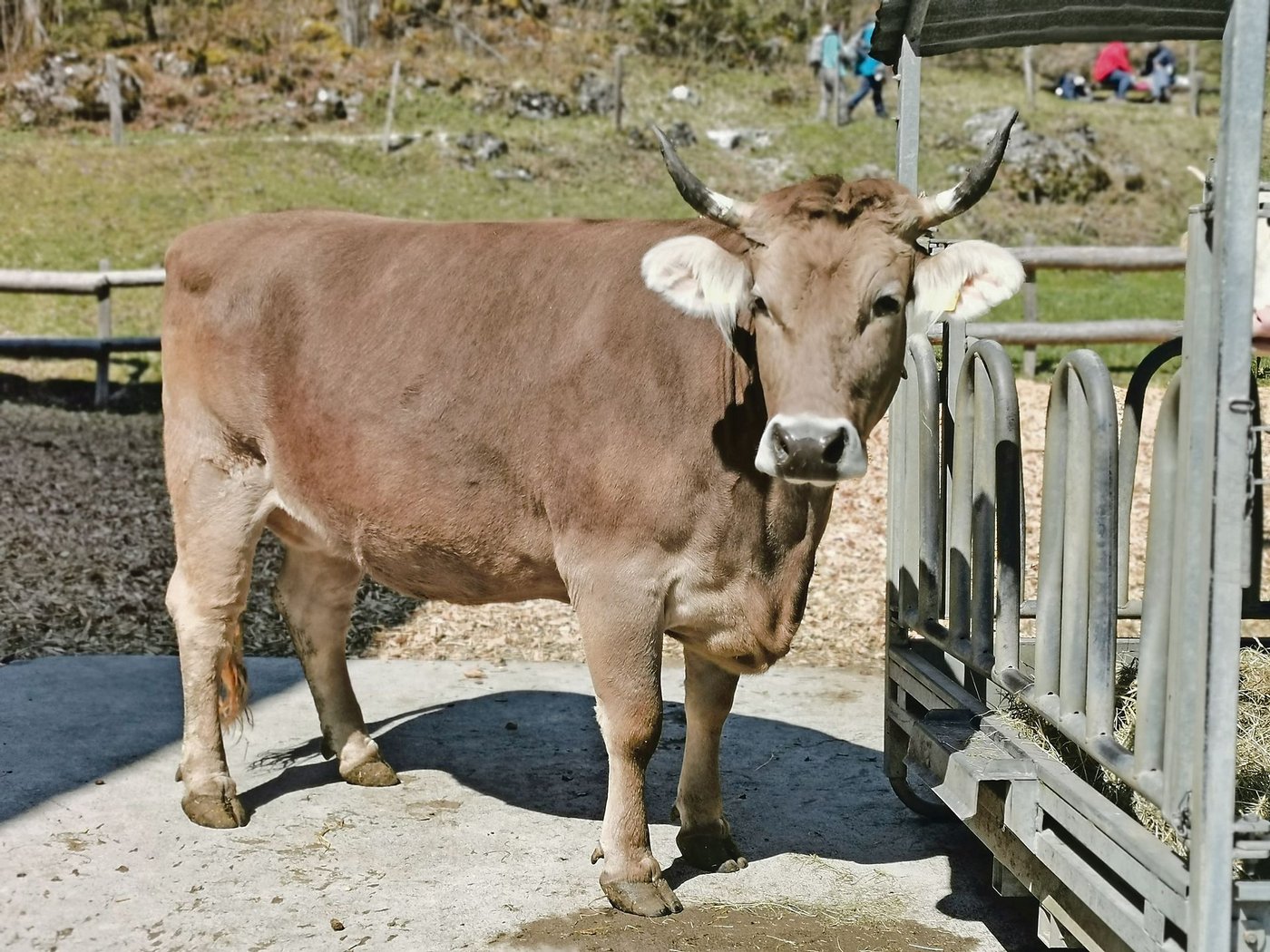 Die OB-Kuh von Simon Brügger ist nur ein kurzzeitiger Gast. Bald darf die Schönheit wieder nach Hause in ihren Stall. (Bild sb)