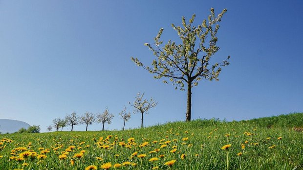 Junge Kirschbäume im Junge Kirschbäume im Fricktal: Die Früchte werden teils zu Edelbränden verarbeitet. Schnapsproduzenten will die Aargauer Kantonalbank aber nicht mehr finanzieren.