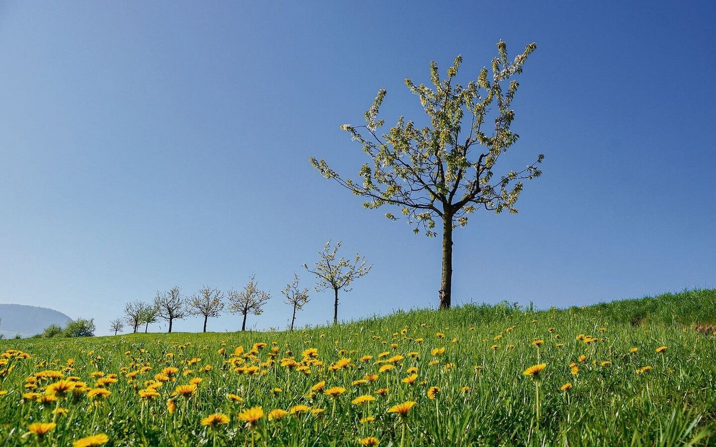 Junge Kirschbäume im Fricktal: Die Früchte werden teils zu Edelbränden verarbeitet. Schnapsproduzenten will die Aargauer Kantonalbank aber nicht mehr finanzieren.