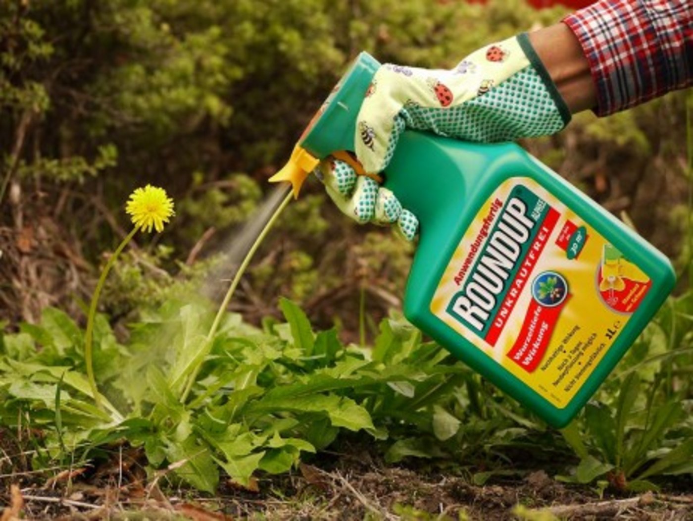 Privatgärtner führen oft eine lockere Hand in Sachen Pflanzenschutz-Einsatz. (Bild pd) 