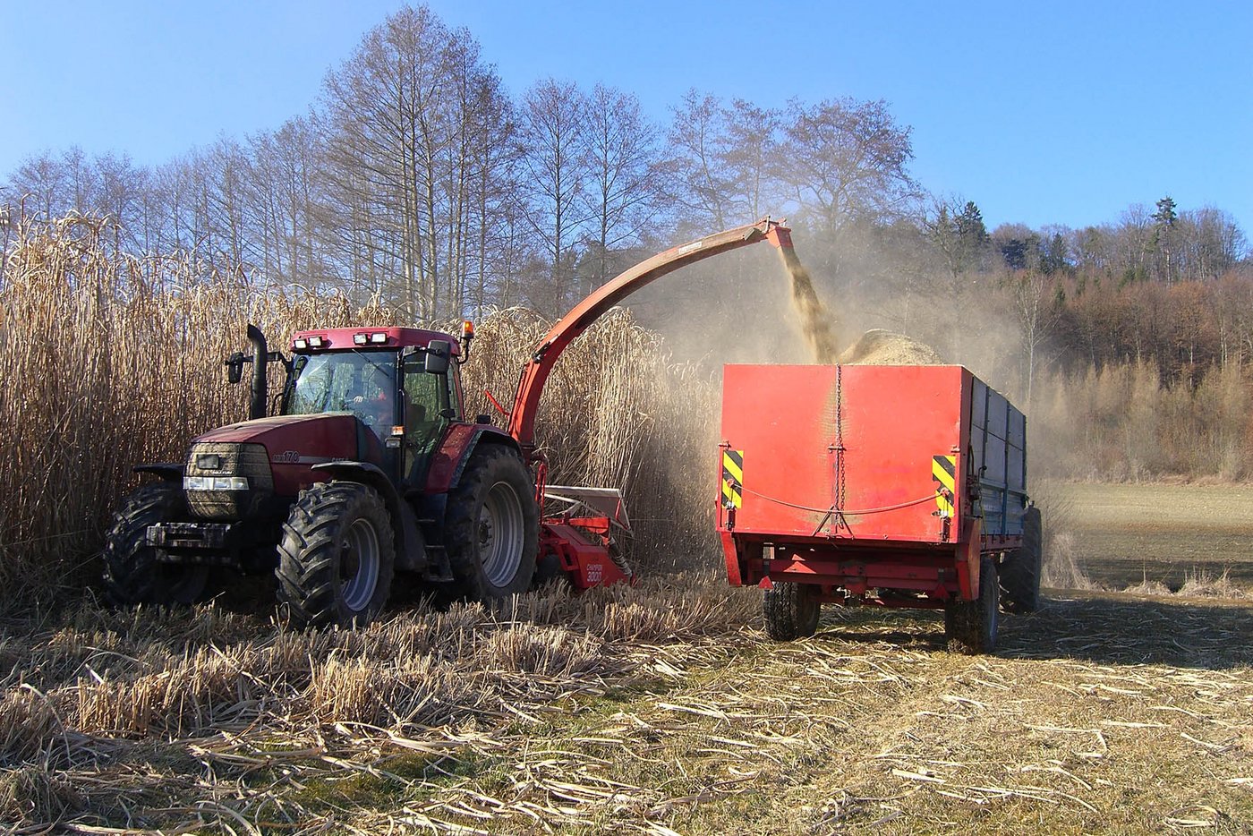 Ernte von Chinaschilf. (Bild ae)