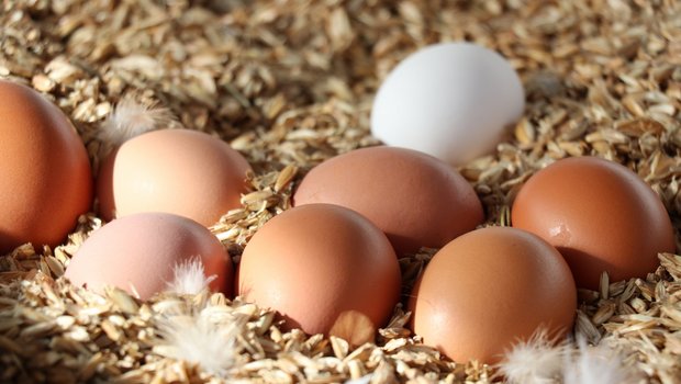 Über die Ostertage war die Nachfrage nach Schweizer Eiern gross. (Bild Ruth Aerni)
