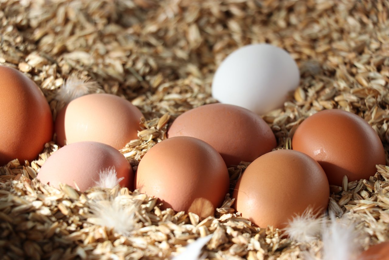 Über die Ostertage war die Nachfrage nach Schweizer Eiern gross. (Bild Ruth Aerni)