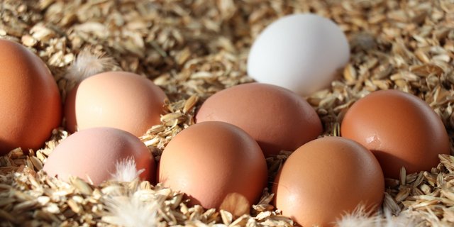 Über die Ostertage war die Nachfrage nach Schweizer Eiern gross. (Bild Ruth Aerni)