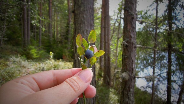 Es handle sich um eine weiträumiges Massenvorkommen, so die Forschenden. Das bedroht diverse Wildbeeren und -früchte im Wald und damit die Tiere, die davon leben. (Bild Pixabay)