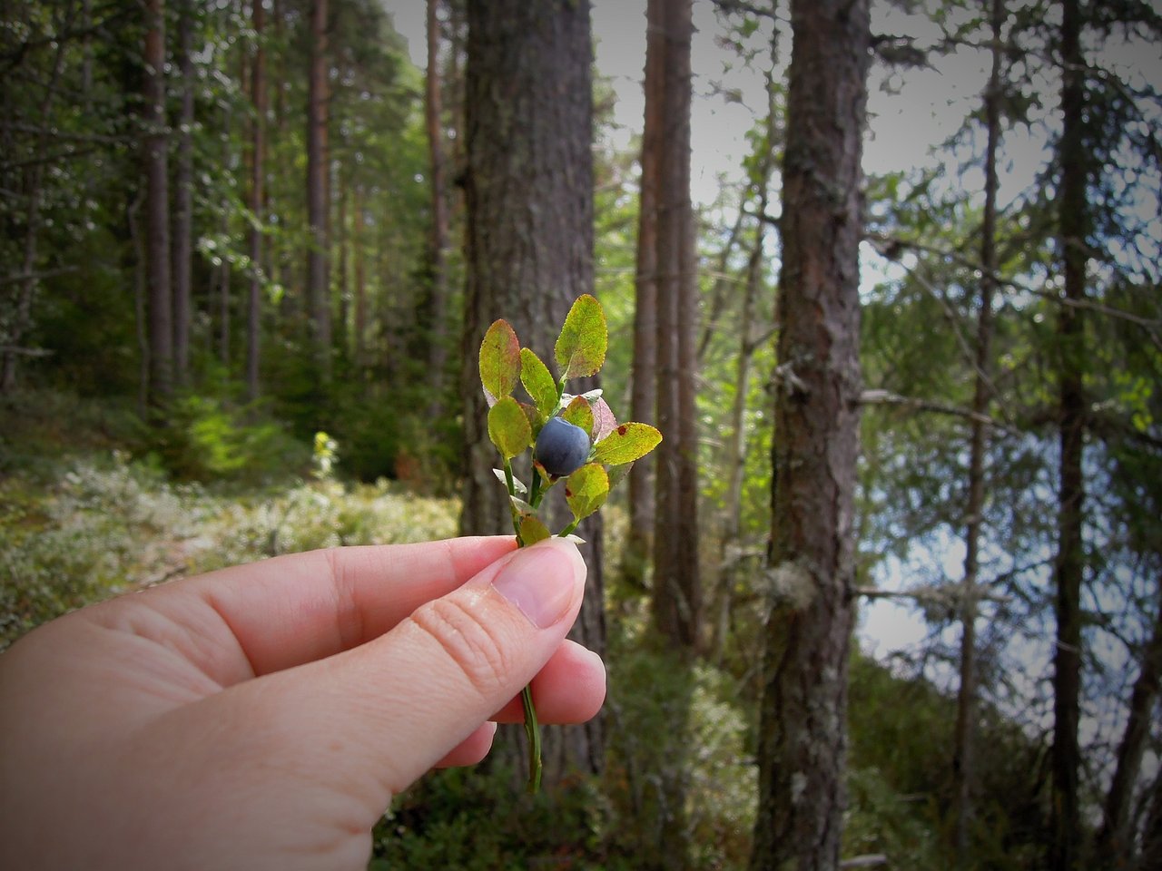 Es handle sich um eine weiträumiges Massenvorkommen, so die Forschenden. Das bedroht diverse Wildbeeren und -früchte im Wald und damit die Tiere, die davon leben. (Bild Pixabay)