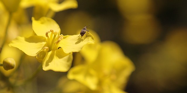 Möglicherweise könnten IP- oder Extenso-Programme dazu beigetragen haben, dass es um die Käfer-Biodiversität im Raps gemäss nicht repräsentativen Daten nicht schlecht zu stehen scheint. (Symbolbild Pixabay)