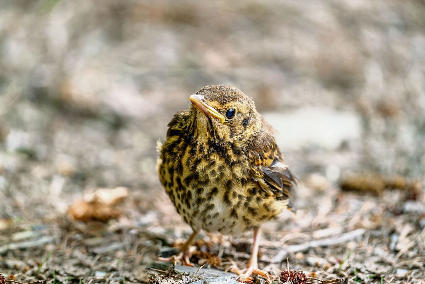 Beim Futter ist diese Vogelart wenig wählerisch. Besonders gerne werden aber Schnecken verspeist. 